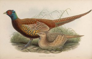 Phasianus shawii = Phasianus colchicus shawii da John Gould